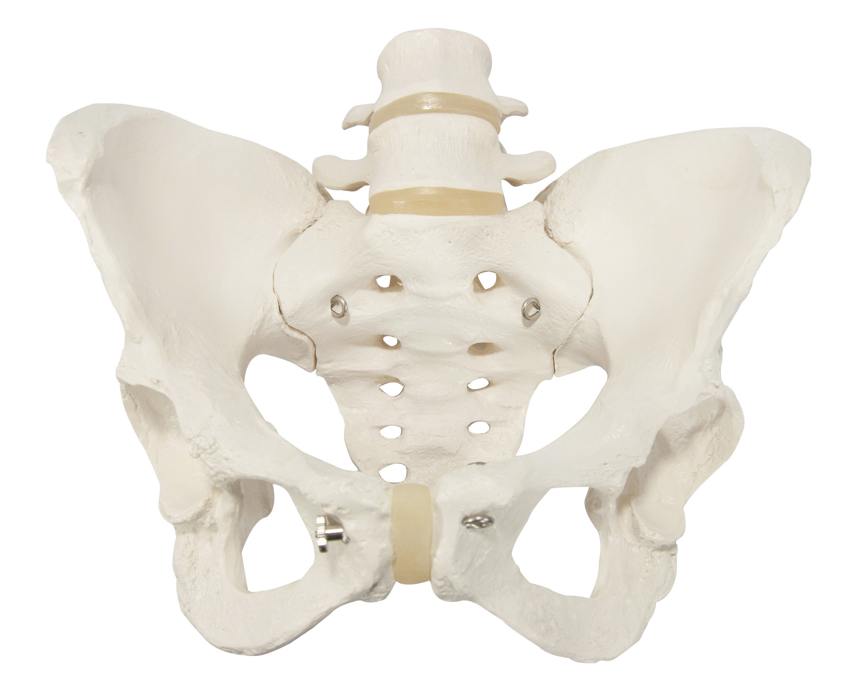 Vinyl Pelvic Model Set